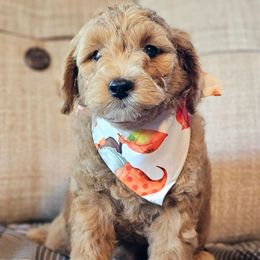 Juniper - Red  female Goldendoodle puppy in Pittsburg, Texas from Grace Springs Goldendoodles