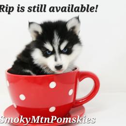 Rip SALE 4000 - Black and white male Pomsky puppy in Christiana, Tennessee from Smoky Mountain Pomskies