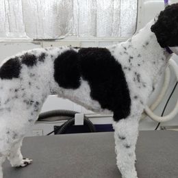 Poodles from VIP Poodles