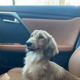 Benny - Dachshund