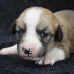 Indigo - Red and white female Cardigan Welsh Corgi puppy in Livermore, Colorado from Rowe Family