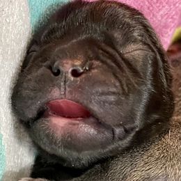 French Bulldog Puppies from A Pair of Ears