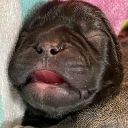French Bulldog Puppies from A Pair of Ears