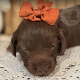 Dachshund Puppies from B+B Co Miniature Dachshunds