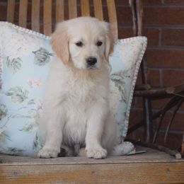Red Collar - Light golden Golden Retriever puppy in Stedman, North Carolina from Wise-Taylor Goldens