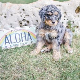 Bernedoodle Puppies from Aloha Bernedoodles of Austin
