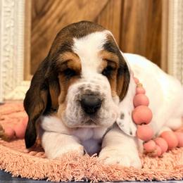 Pearl - Black white and brown female Basset Hound puppy in Edmonton, Kentucky from RiverBottom Bassets