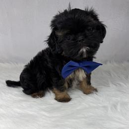 Jagger - Black and tan male Shih Tzu puppy in Columbia, Kentucky from Lisa Bandy Luxe Shih Tzu