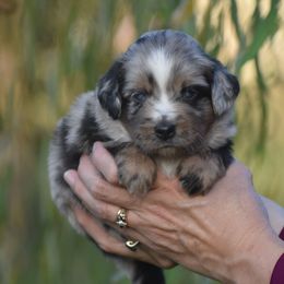 Percy - Blue merle male Miniature American Shepherd puppy in Chocowinity, North Carolina from Foxtail Hollow