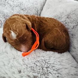 Orange - Red  female Goldendoodle puppy in Miami, Florida from GoldStar Doodles USA