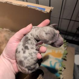 Royal - Gray (blue) female Dachshund puppy in Huachuca City, Arizona from Az's B&B Doxies