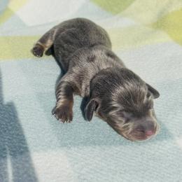 Boy 3 - Gray (blue) and tan male Dachshund puppy in Oklahoma from DRB Dachshunds