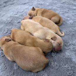 Girl 3 - Golden female Golden Retriever puppy in Silver Lake, Indiana from Seven Hills Goldens