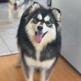 Sparrow - Black and white female Pomsky puppy in Lewiston, Minnesota from Family Pomsky