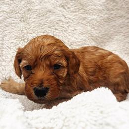 Sweetie - Red  female Goldendoodle puppy in Temecula, California from Country Hills Doodles