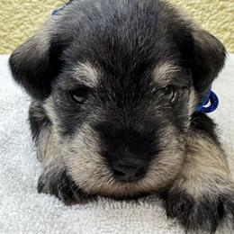 Prince - Salt and pepper male Miniature Schnauzer puppy in Comanche, Texas from Circle R Sidney