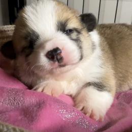 Cassia - Red female Pembroke Welsh Corgi puppy in Griffin, Georgia from Rollnoaks & Cottontail AKC Pembroke Welsh Corgis