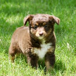 CORAL - Red tri-color female Miniature American Shepherd puppy in Bixby, Oklahoma from Roeboat Aussies