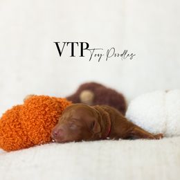 Girl 1 - Red  female Poodle puppy in Las Vegas, Nevada from Vegas Toy Poodles