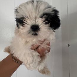 Marylin - Black and white female Shih Tzu puppy in Azusa, California from RJ Shih Tzu lover