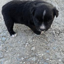 Saleena - Black & white female Miniature Australian Shepherd puppy in Leonard, Texas from Tin Roof Aussies