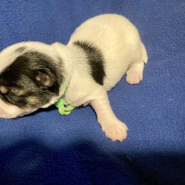 Maltipoo, Morkie, and Yorkipoo Puppies from Danza Bolo