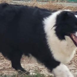 Callie - Miniature Australian Shepherd