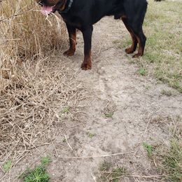 "Bacardi " Rottweiler All Grown Up from Vom Haus Jonas Rottweilers