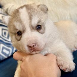 Red girl - Red and white female Siberian Husky puppy in Jacksonville, North Carolina from Seabound Siberians