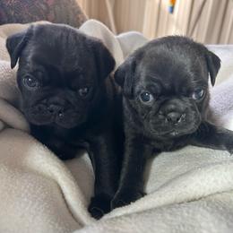 Black boy 2 - Black male Pug puppy in Norborne, Missouri from Pug Palace