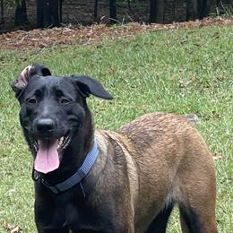 Belgian Malinois and xDutch Shepherd All Grown Up from Alliance K9