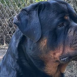 Ayden - Rottweiler