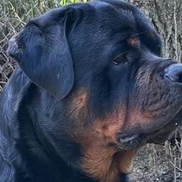 Ayden - Rottweiler