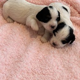 Cavachon, Cavalier King Charles Spaniel, and Cavapoo Puppies from LierChonPoo
