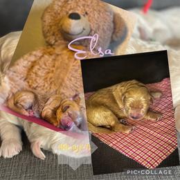 Goldendoodle Puppies from RKay K9s