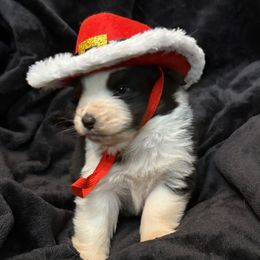 Lola - Black tri-color female Australian Shepherd puppy in Grove, Oklahoma from Dollface Aussies