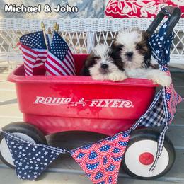 Shih Tzu puppies from Tiny Bubbles Shih Tzus