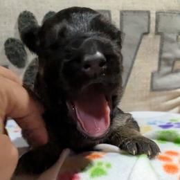 German Shepherd Puppies from McLaughlin German Shepherds