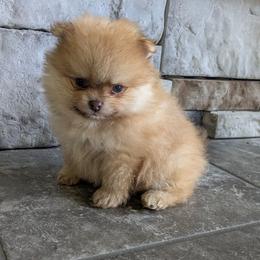Chestnut - Chocolate sable male Pomeranian puppy in Westphalia, Kansas from Prairie Ridge Kennel