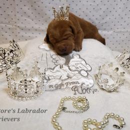 Dilute Retriever and Labrador Retriever Puppies from Kilgore’s Labrador Retrievers