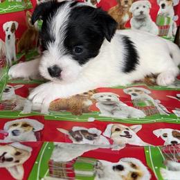 Shy girl - White and black female Russell Terrier puppy in Hollister, California from Oak Creek Jacks