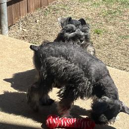 Miniature Schnauzer Puppies from Sugarbaby Kennel