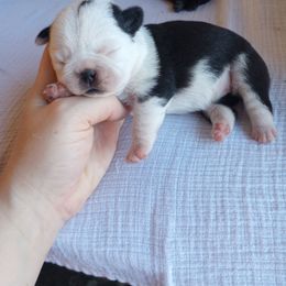 Chunky Panda girl - White female Pug puppy in Fall Creek, Wisconsin from Heartville Pugs