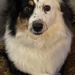 Australian Shepherds from C & R Aussies