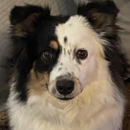 Australian Shepherds from C & R Aussies