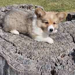 Money talks - Red and white male American Corgi puppy in Wichita, Kansas from Cow Creek Corgis