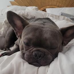 Shadow - French Bulldog