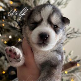 Wolf - Agouti and white female Siberian Husky puppy in Manteca, California from Wolves with Amor