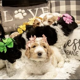Goldendoodle Puppies from Best Doodles