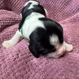 Gust - Black white and tan male English Springer Spaniel puppy in Bessemer, Michigan from Joyspring English Springer Spaniels